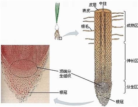 根毛是細胞嗎